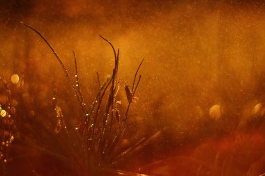 vahşi ormanda, doğa makro arka plan büyüyen çiçek gün batımı görünümü