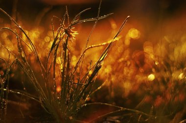 vahşi ormanda, doğa makro arka plan büyüyen çiçek gün batımı görünümü