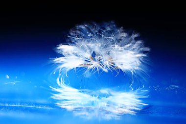 karahindiba tohumlar üzerinde mavi arka plan, closeup Kuru  