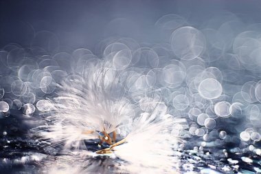 karahindiba tohumlar üzerinde mavi arka plan, closeup Kuru  