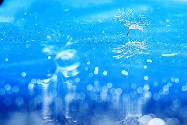 karahindiba tohumlar üzerinde mavi arka plan, closeup Kuru  