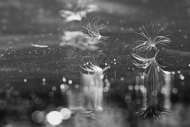 gri arka plan, closeup karahindiba tohumları kuru 