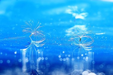 karahindiba tohumlar üzerinde mavi arka plan, closeup Kuru  