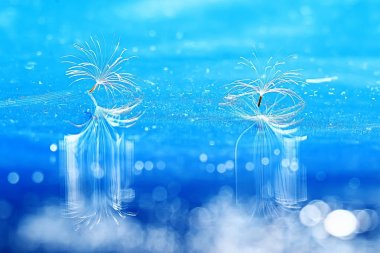 karahindiba tohumlar üzerinde mavi arka plan, closeup Kuru  