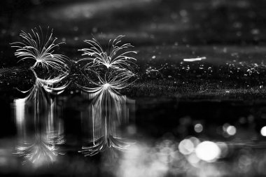 karahindiba paraşüt tohumlar koyu arka plan üzerinde kuru 