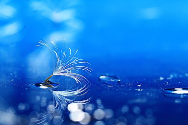 karahindiba paraşüt tohum üzerinde açık mavi renkli kuru. Yaz doğa duvar kağıdı 