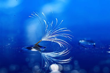 karahindiba paraşüt tohum üzerinde açık mavi renkli kuru. Yaz doğa duvar kağıdı 