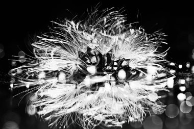 karahindiba paraşüt tohumlar koyu arka plan üzerinde kuru. Yaz doğa duvar kağıdı 