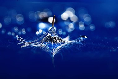 karahindiba paraşüt tohum üzerinde açık mavi renkli kuru. Yaz doğa duvar kağıdı 