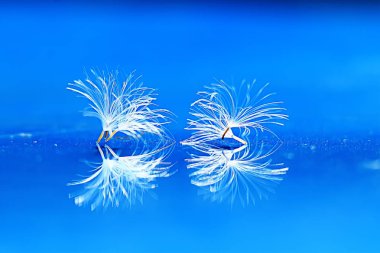 karahindiba paraşüt tohumlar üzerinde açık mavi renkli kuru. Yaz doğa duvar kağıdı 