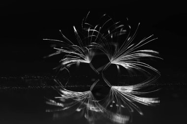 karahindiba paraşüt tohumlar koyu arka plan üzerinde kuru. Yaz doğa duvar kağıdı 