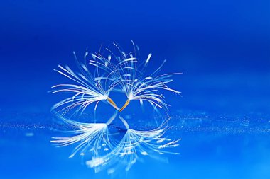 karahindiba paraşüt tohumlar üzerinde açık mavi renkli kuru. Yaz doğa duvar kağıdı 