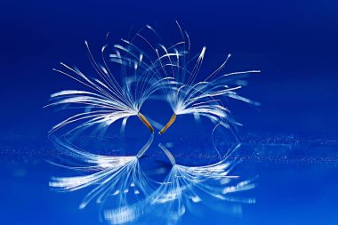 karahindiba paraşüt tohumlar üzerinde açık mavi renkli kuru. Yaz doğa duvar kağıdı 