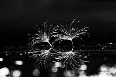 karahindiba paraşüt tohumlar koyu arka plan üzerinde kuru. Yaz doğa duvar kağıdı 