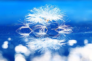 karahindiba paraşüt tohumlar üzerinde açık mavi renkli kuru. Yaz doğa duvar kağıdı 