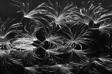 karahindiba paraşüt tohumlar koyu arka plan üzerinde kuru. Yaz doğa duvar kağıdı 