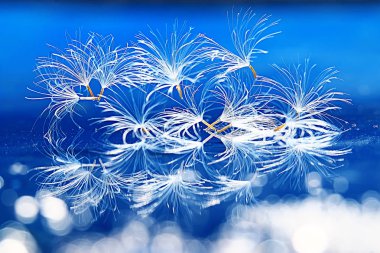 karahindiba paraşüt tohumlar üzerinde açık mavi renkli kuru. Yaz doğa duvar kağıdı 