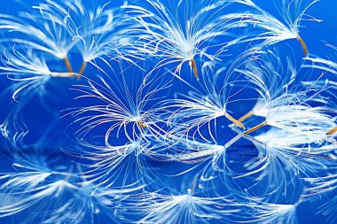 karahindiba paraşüt tohumlar üzerinde açık mavi renkli kuru. Yaz doğa duvar kağıdı 