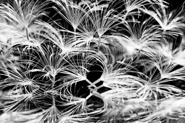 karahindiba paraşüt tohumlar koyu arka plan üzerinde kuru 