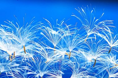 karahindiba paraşüt tohumlar üzerinde açık mavi renkli kuru. Yaz doğa duvar kağıdı 