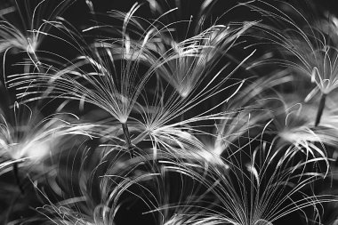 karahindiba paraşüt tohumlar koyu arka plan üzerinde kuru. Yaz doğa duvar kağıdı 