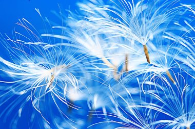 karahindiba paraşüt tohumlar üzerinde açık mavi renkli kuru. Yaz doğa duvar kağıdı 