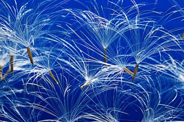 karahindiba paraşüt tohumlar üzerinde açık mavi renkli kuru. Yaz doğa duvar kağıdı 
