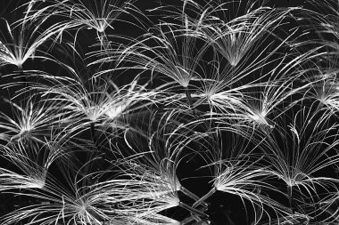 karahindiba paraşüt tohumlar koyu arka plan üzerinde kuru. Yaz doğa duvar kağıdı 