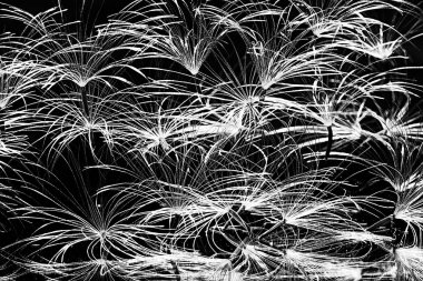 karahindiba paraşüt tohumlar koyu arka plan üzerinde kuru. Yaz doğa duvar kağıdı 