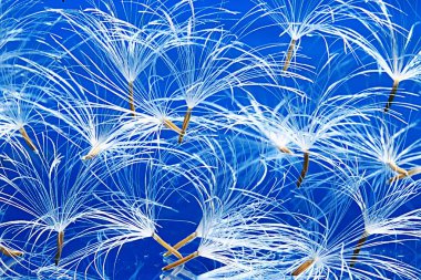 karahindiba paraşüt tohumlar üzerinde açık mavi renkli kuru. Yaz doğa duvar kağıdı 