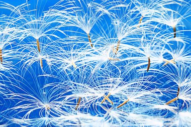 karahindiba paraşüt tohumlar üzerinde açık mavi renkli kuru. Yaz doğa duvar kağıdı 