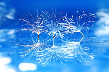 karahindiba paraşüt tohumlar üzerinde açık mavi renkli kuru. Yaz doğa duvar kağıdı 