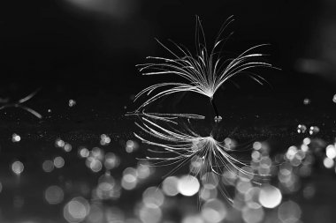 karahindiba paraşüt tohum koyu arka plan üzerinde kuru. Yaz doğa duvar kağıdı 