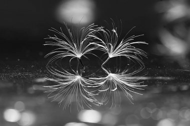 karahindiba paraşüt tohumlar koyu arka plan üzerinde kuru. Yaz doğa duvar kağıdı 