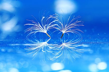 karahindiba paraşüt tohumlar üzerinde açık mavi renkli kuru. Yaz doğa duvar kağıdı 