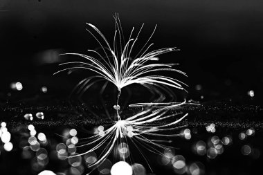 karahindiba paraşüt tohum koyu arka plan üzerinde kuru. Yaz doğa duvar kağıdı 