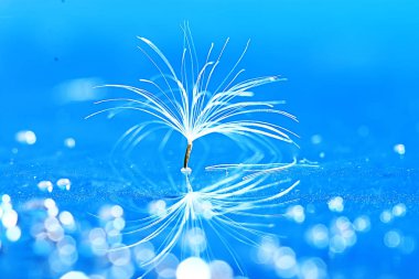 karahindiba paraşüt tohum üzerinde açık mavi renkli kuru. Yaz doğa duvar kağıdı 