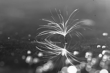 karahindiba paraşüt tohum koyu arka plan üzerinde kuru. Yaz doğa duvar kağıdı 