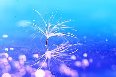 karahindiba paraşüt tohum üzerinde açık mavi renkli kuru. Yaz doğa duvar kağıdı 