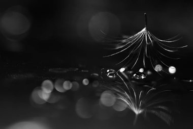 karahindiba paraşüt tohum koyu arka plan üzerinde kuru. Yaz doğa duvar kağıdı 