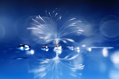 karahindiba paraşüt tohum üzerinde açık mavi renkli kuru. Yaz doğa duvar kağıdı 