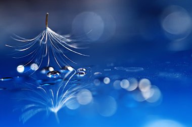 karahindiba paraşüt tohum üzerinde açık mavi renkli kuru. Yaz doğa duvar kağıdı 