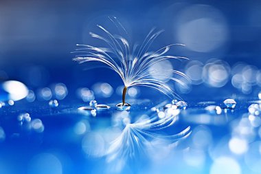 karahindiba paraşüt tohum üzerinde açık mavi renkli kuru. Yaz doğa duvar kağıdı 