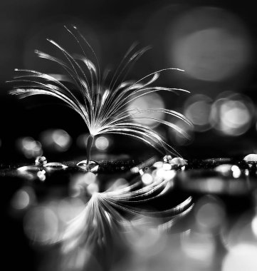 karahindiba paraşüt tohumlar koyu arka plan üzerinde kuru 