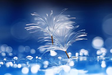 karahindiba paraşüt tohumlar üzerinde açık mavi renkli kuru. Yaz doğa duvar kağıdı 