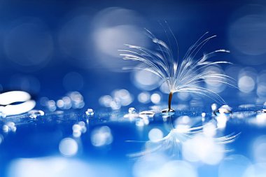 karahindiba paraşüt tohum üzerinde açık mavi renkli kuru. Yaz doğa duvar kağıdı 