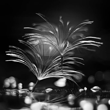 karahindiba paraşüt tohumlar koyu arka plan üzerinde kuru 