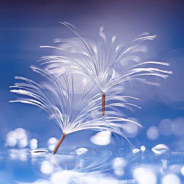 karahindiba paraşüt tohumlar mavi arka plan üzerinde kuru 