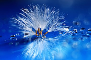 karahindiba paraşüt tohumlar üzerinde açık mavi renkli kuru. Yaz doğa duvar kağıdı 