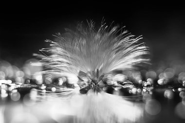 karahindiba paraşüt tohum koyu arka plan üzerinde kuru. Yaz doğa duvar kağıdı 